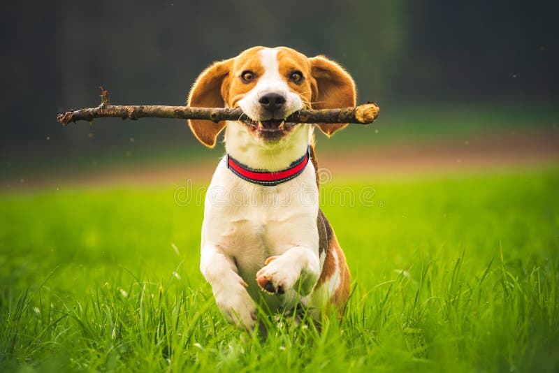 Beagle dog with a stick on a green field during spring runs towards camera