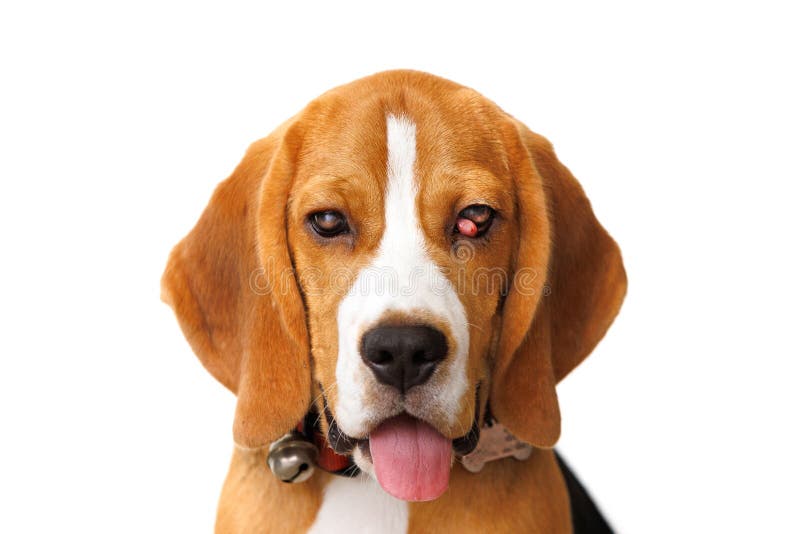 Sore Dogs Stock Photos Free & RoyaltyFree Stock Photos from Dreamstime