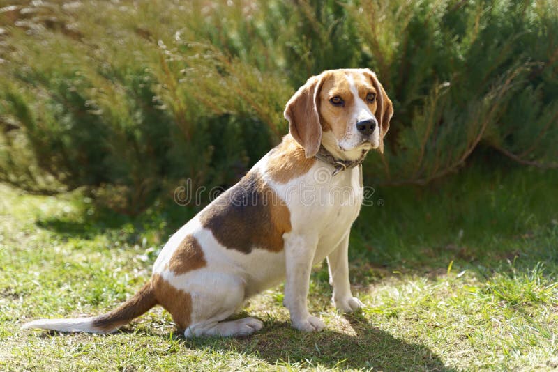 Beagle Dog Tree Color in the Garden Stock Image Image of outdoor, canine 181234793