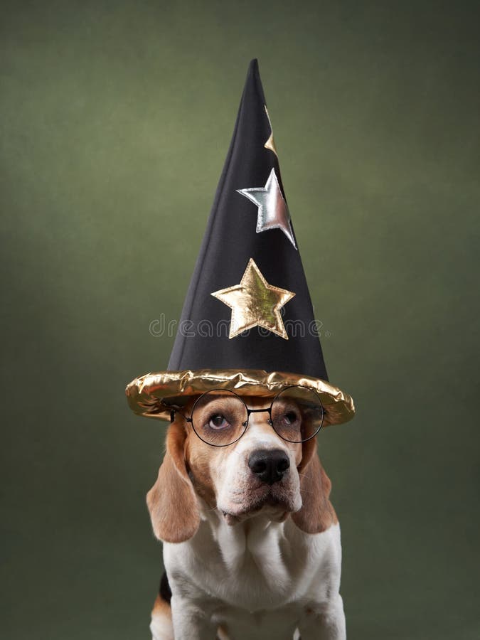 Beagle Dog in a Wizard S Hat. Holiday Pet Stock Image Image of white