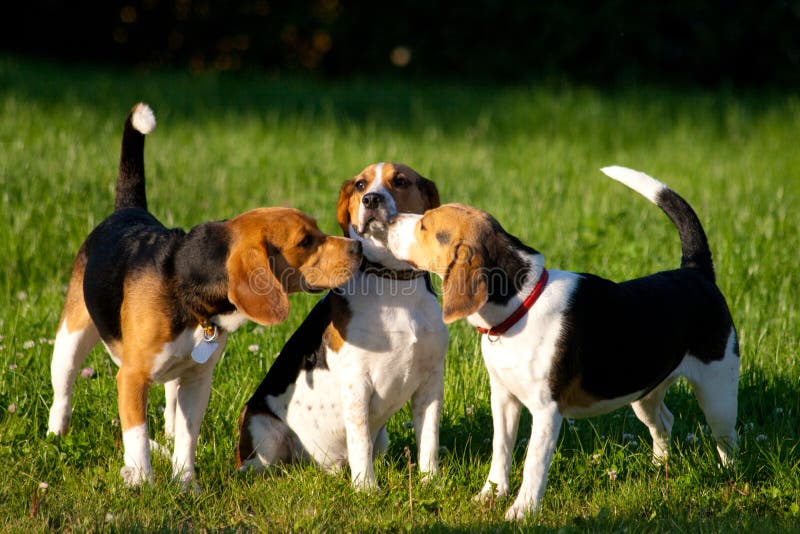Group of dogs basset hound stock image. Image of life 26795801