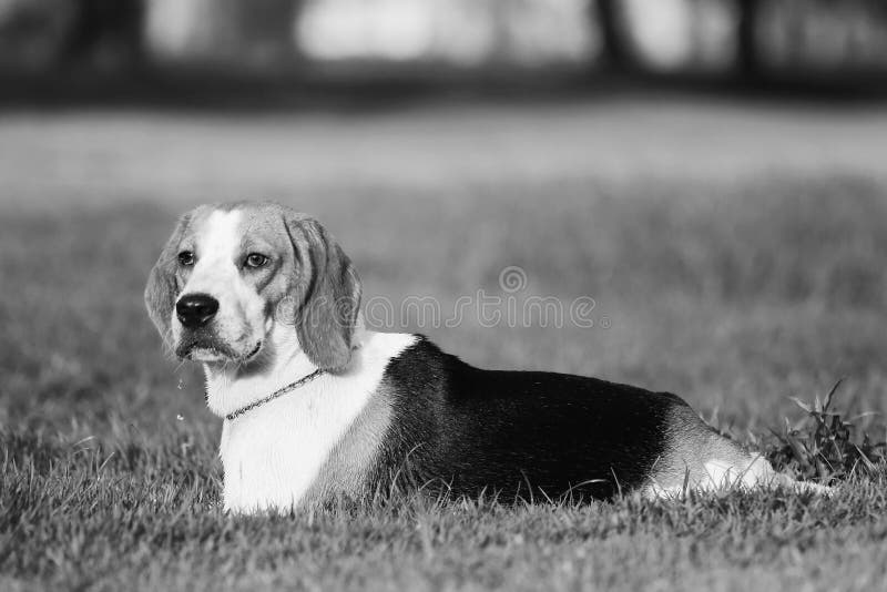 Beagle stock image. Image of canine, nature, puppy, animal 50980225