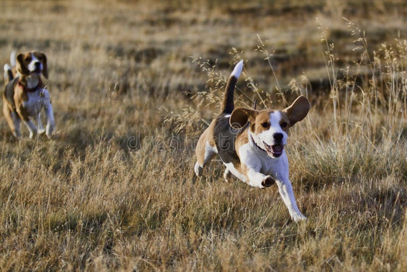 Beagle dogs running.