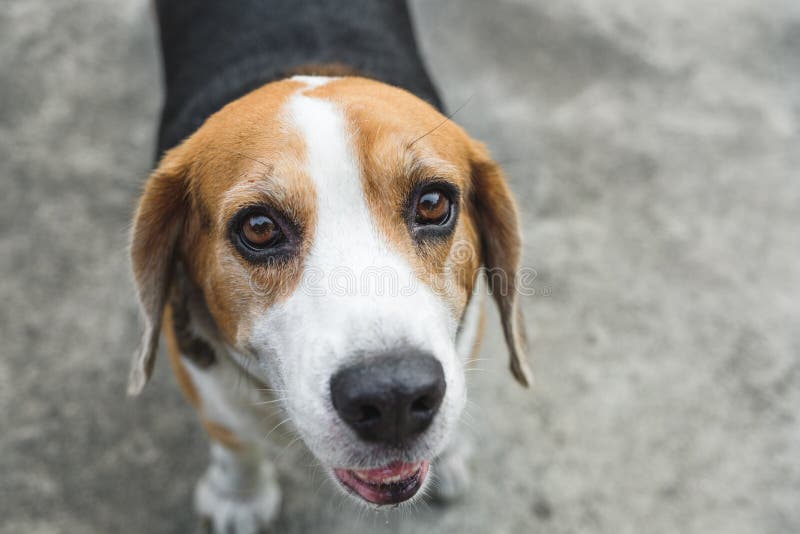 Beagle Dogs Standing on Gray Concrete Floor Stock Image Image of
