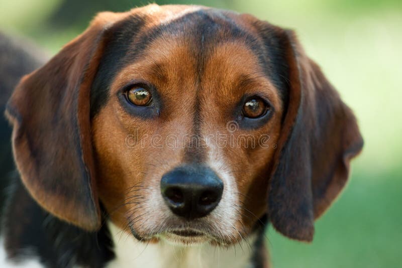 Beagle Face stock photo. Image of canine, animal, front 20228690