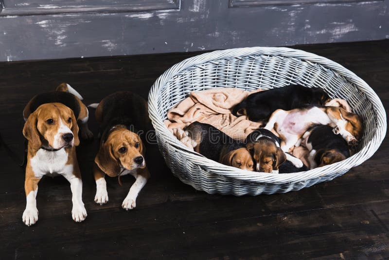 Beagle family sitting in the studio royalty free stock images Beagle family sitting in the studio royalty free stock images