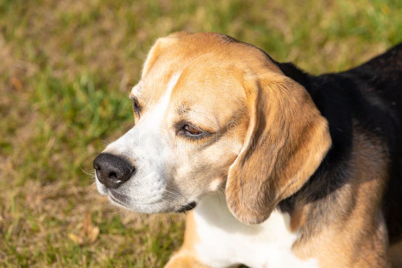 Beagle dog, head. stock image. Image of expression, front 15741585