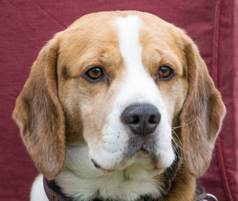 Head Shot Beagle Stock Images Download 553 Royalty Free Photos