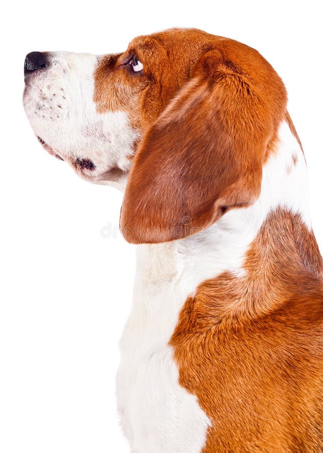 Big Ear Beagle stock image. Image of breed, chain, ground 5569693