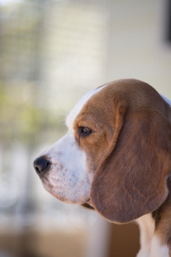 Big Ear Beagle stock image. Image of breed, chain, ground 5569693