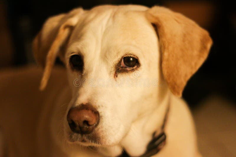 yellow and chocolate lab mix