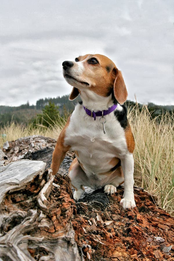 Beagle plażowy Oregon obraz stock. Obraz złożonej z sceniczny 4902073