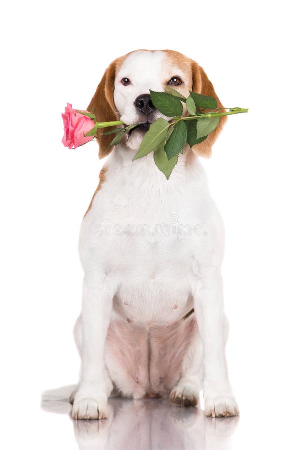 Beagle psi mienie róża obrazy stock Beagle psi mienie róża obrazy stock