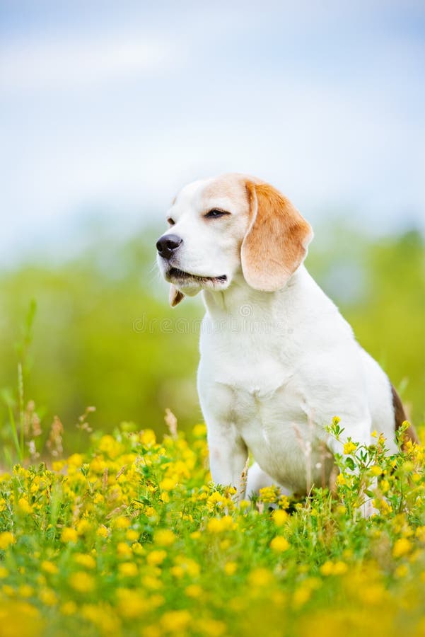 Beagle psi obsiadanie outdoors