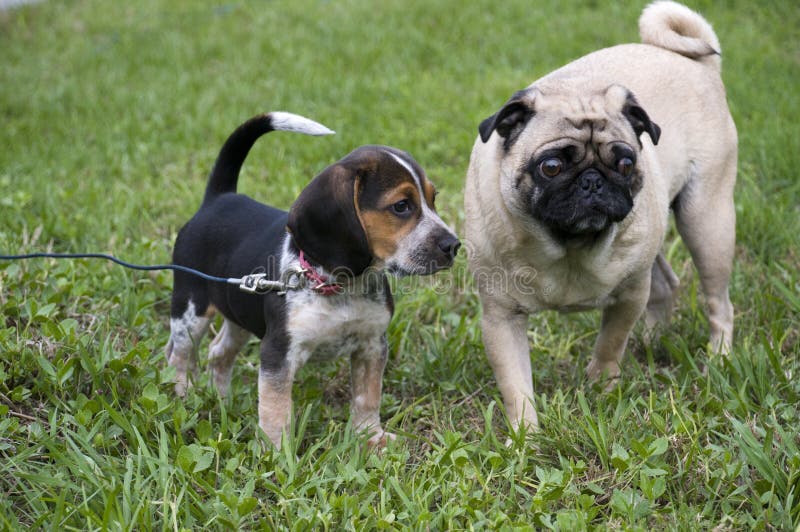 Beagle and Pug stock image. Image of beagle, puppy, animal 8862429