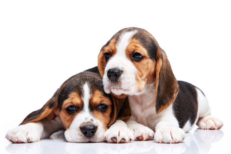 Beagle Puppies on White Background Stock Photo - Image of lovely ...