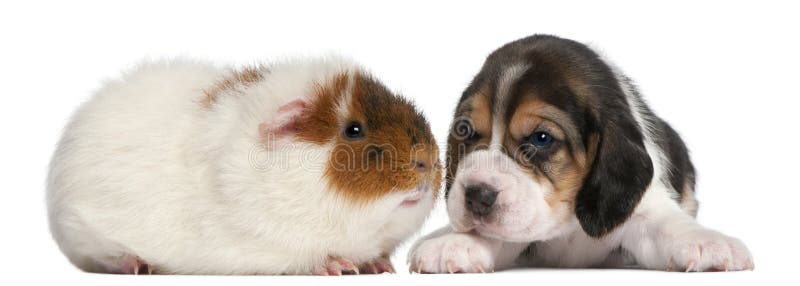 Beagle Puppy, 1 Month Old, And Teddy Guinea Pig Stock Photo - Image of canine, looking: 18673208