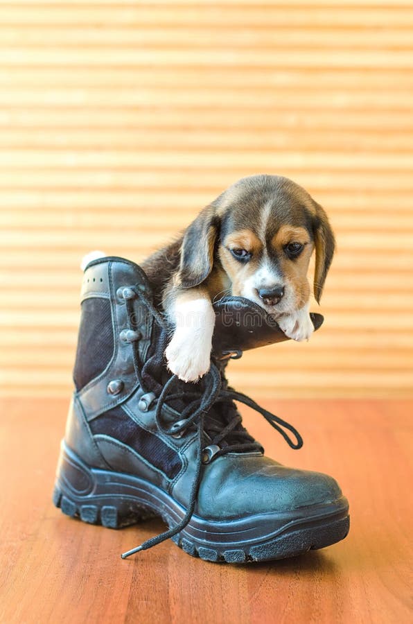 beagle sneakers
