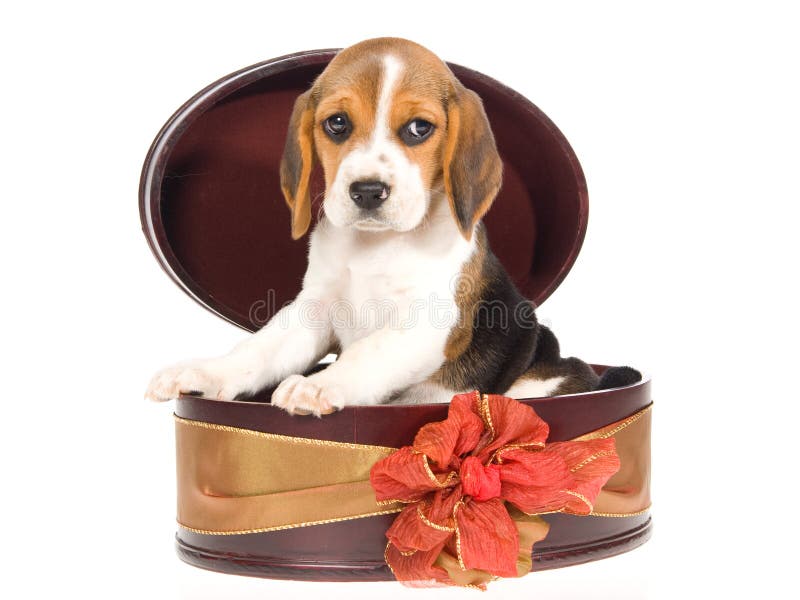 Beagle Puppy With Mini Shopping Cart Stock Image - Image of carpet ...