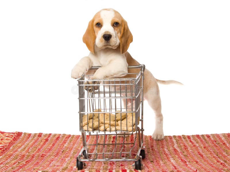 Beagle puppy leaning on mini shopping cart royalty free stock image