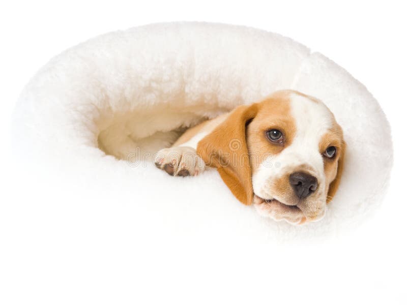Beagle Puppy Lying In White Fur Bed Stock Image Image of trained