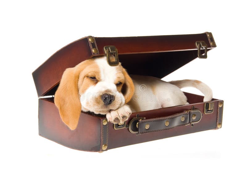 Beagle puppy sleeping inside brown suitcase, on white background. Beagle puppy sleeping inside brown suitcase, on white background