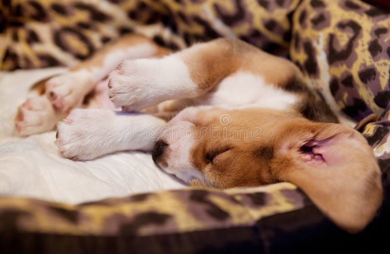 Boston Terrier Puppy In A Cage Crate With The Door Open Her Bed And Blanket  Plus Toys And Bowls Can Be See In The Cage Stock Photo - Download Image Now  - iStock