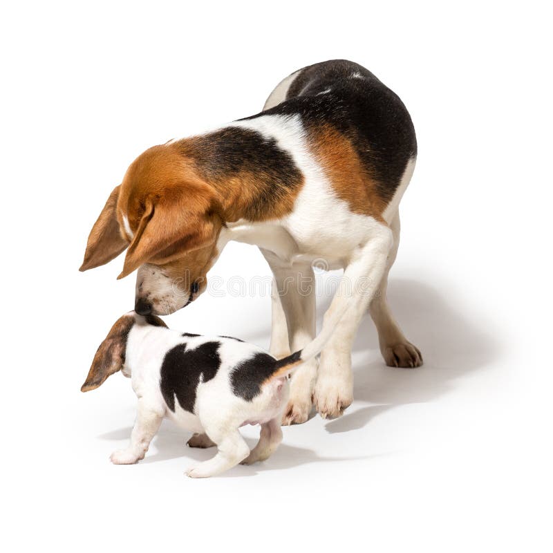Beagle que juega con el perrito fotos de archivo Beagle que juega con el perrito fotos de archivo