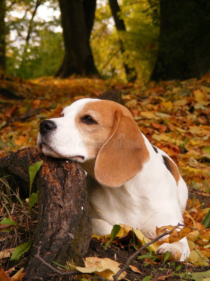 Beagle lying on the ground and resting its head on the tree root in autumn. Beagle lying on the ground and resting its head on the tree root in autumn.