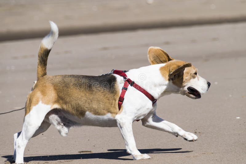 Beagle running on the beach very close to the sea royalty free stock photos