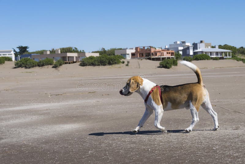 Beagle running on the beach very close to the sea stock photo