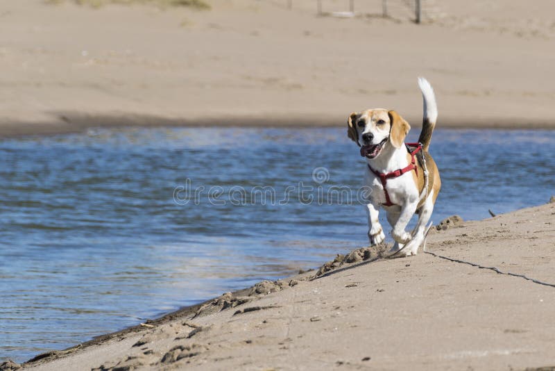 Beagle running on the beach very close to the sea royalty free stock photo