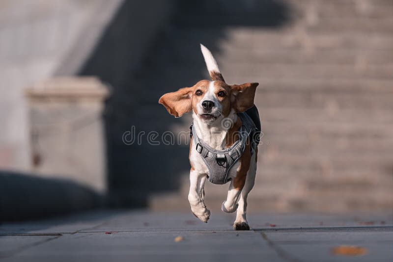 Beagle running on camera stock photo