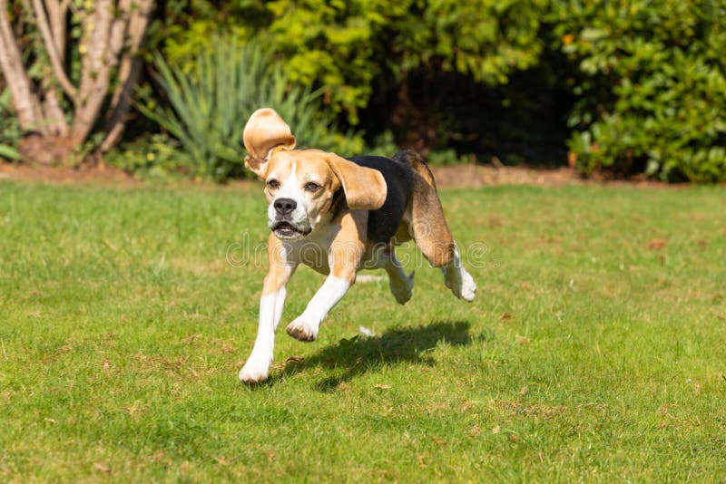 Beagle running in the garden royalty free stock photos