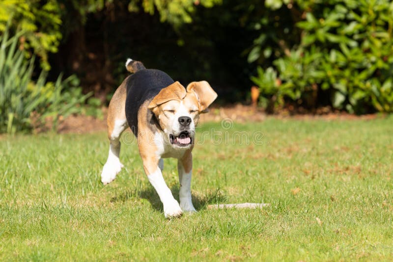Beagle running in the garden stock photos