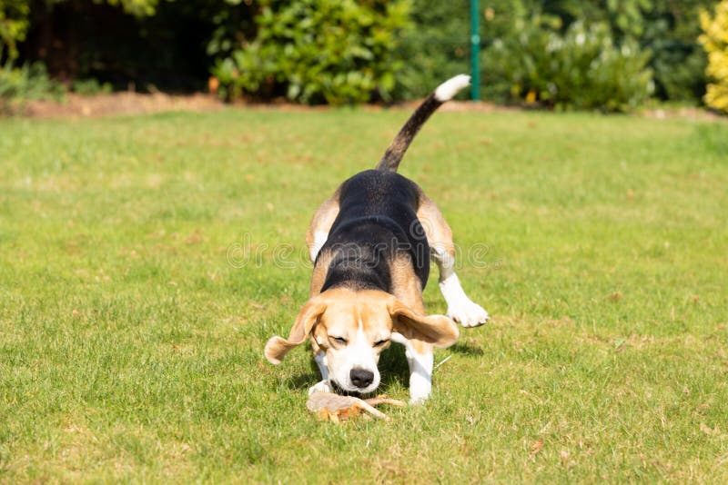 Beagle running in the garden royalty free stock photography