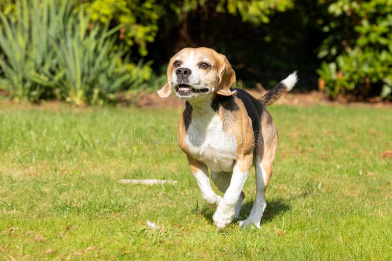 Beagle running in the garden royalty free stock photography