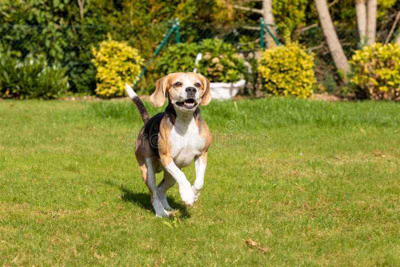 Beagle running in the garden stock photos