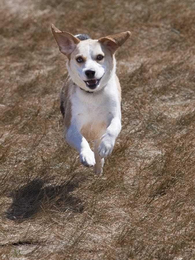 Beagle running through the Grass stock photography