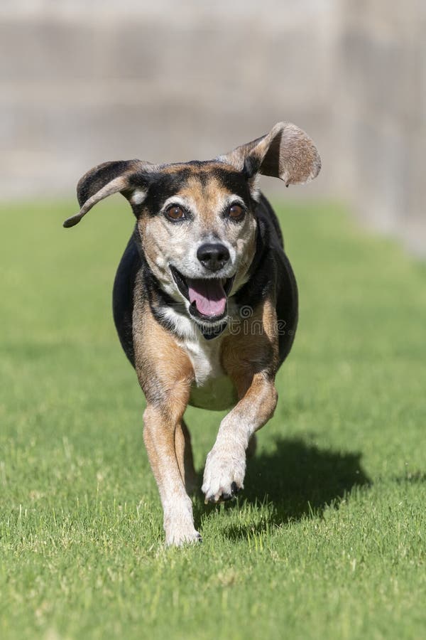 Beagle running in the grass while smiling stock photo
