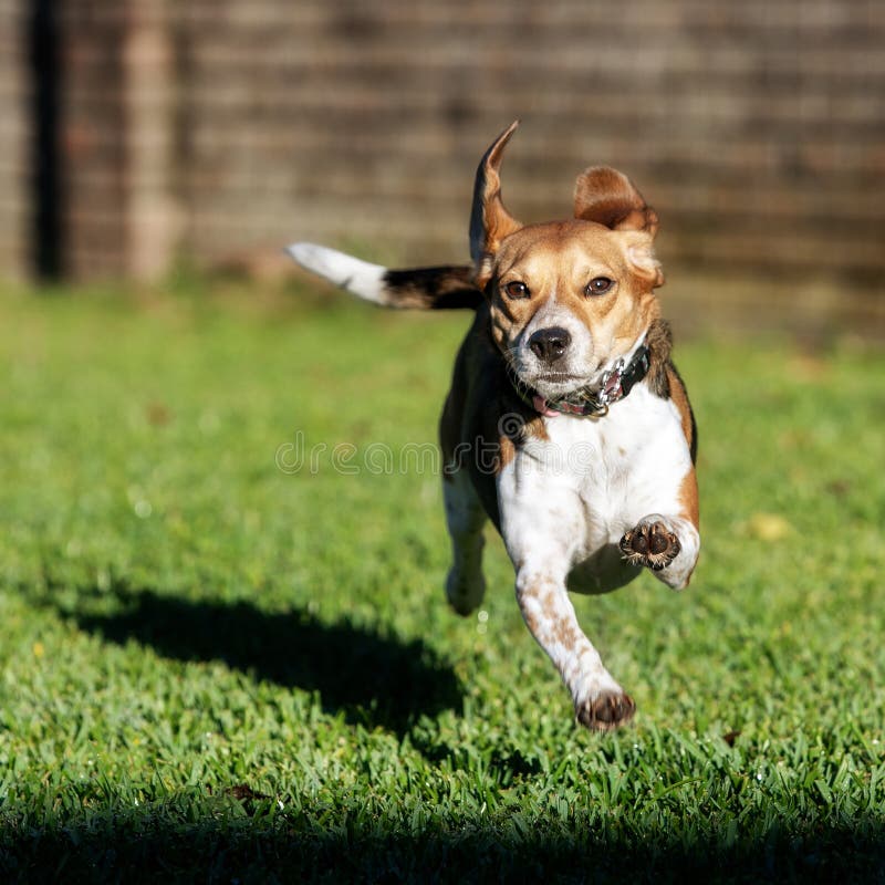 Beagle running not touching the ground stock images