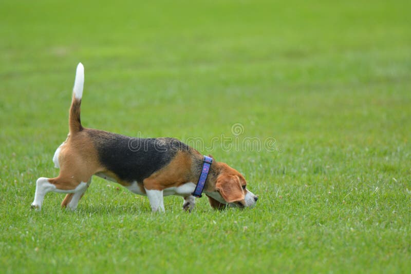 Try-colored beagle running in the yard and playing. royalty free stock photo