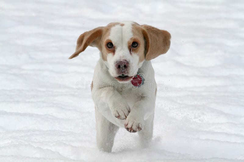 Beagle running in snow royalty free stock photography
