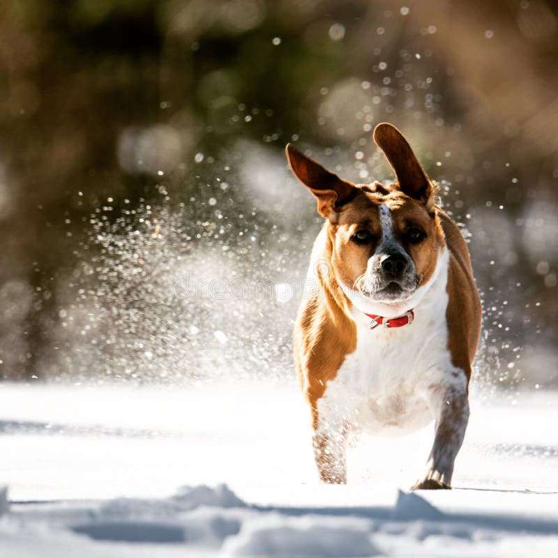 Beagle running through snow stock image