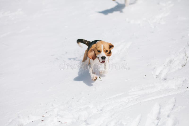 Beagle running in snow royalty free stock images