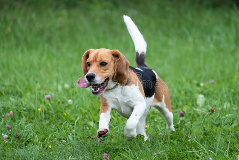 Beagle running with tongue hanging out royalty free stock photos