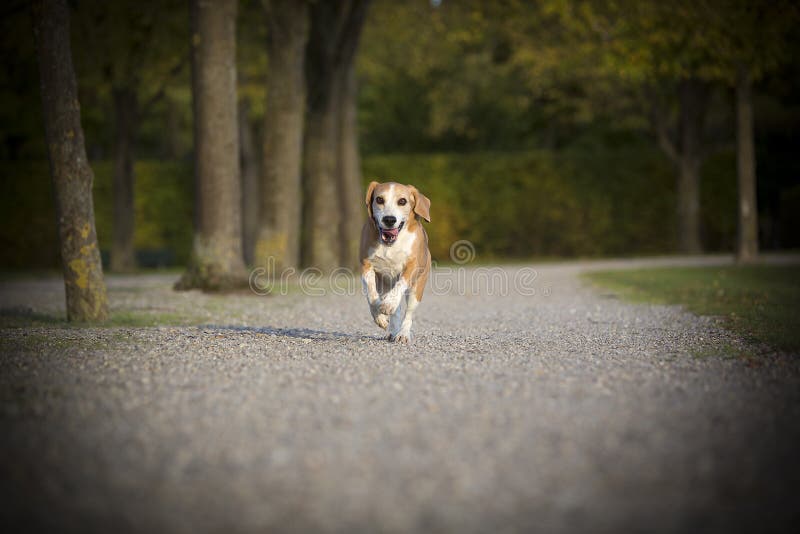 Beagle runs free royalty free stock image Beagle runs free royalty free stock image