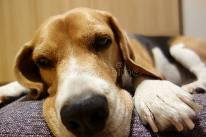 Dog staying on his bed stock photo. Image of eyes, looking 100753868