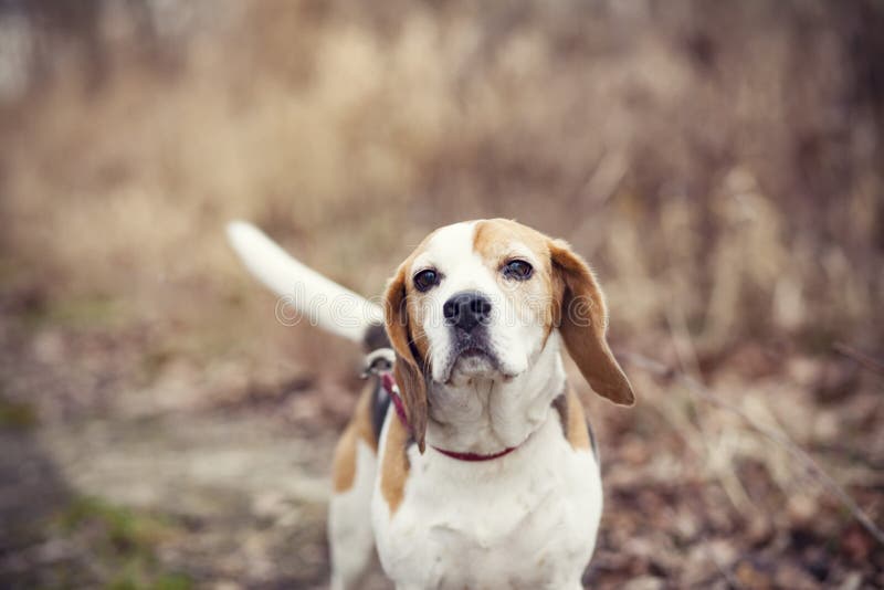 Portrait of a Beagle in the Nature Stock Image - Image of frontview,  huntingdog: 209655035