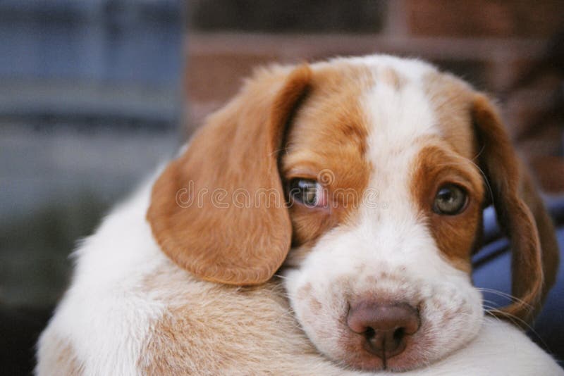 Beagle szczeniak fotografia stock